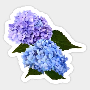 Two Hydrangea Blue and Lavender Sticker